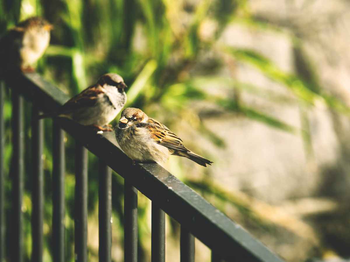 [Printable] Descriptive Words: Sound Sensory&nbsp;Words