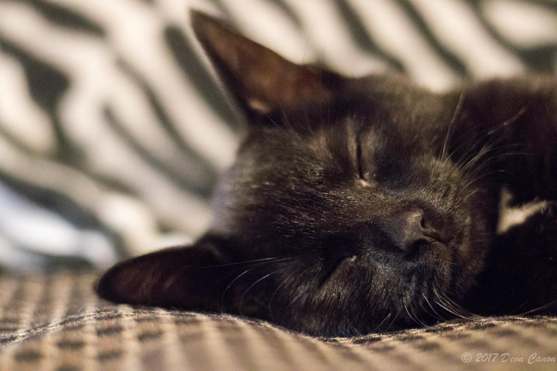 The Fate of an Abandoned Kitten